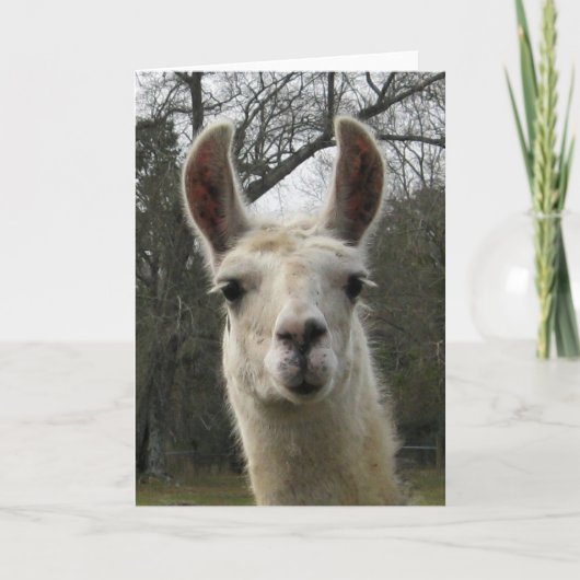 Carte de voeux vierge de lama (Devant)