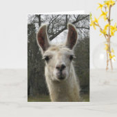 Carte de voeux vierge de lama (Fleur jaune)