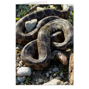 Carte de voeux vierge de serpent toute occasion