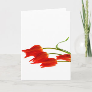 Carte de voeux vierge de tulipes