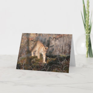 Carte de voeux vierge : Lynx de vagabondage