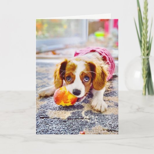 Carte de vœux vierge pour chiot Cavalier King Char (Devant)