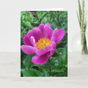 Carte de vœux vierge Tree Peony