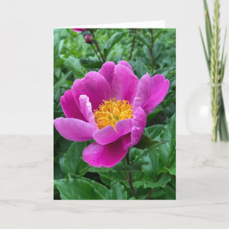 Carte de vœux vierge Tree Peony