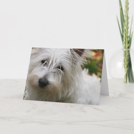Carte de voeux West Highland Terrier (Devant)