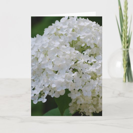 Carte de voeux White Hydrangeas (Devant)