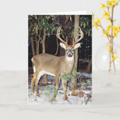 Carte de voeux White Tail Buck (Fleur jaune)