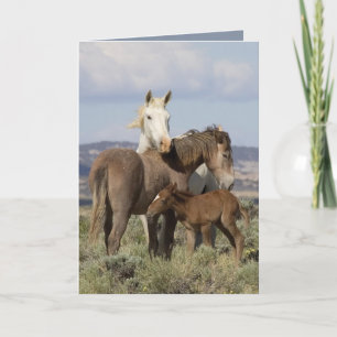 Carte de voeux Wild Family Wild Horse