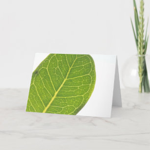 Carte de voeux Wild Fig Rich Green Leaf Texture