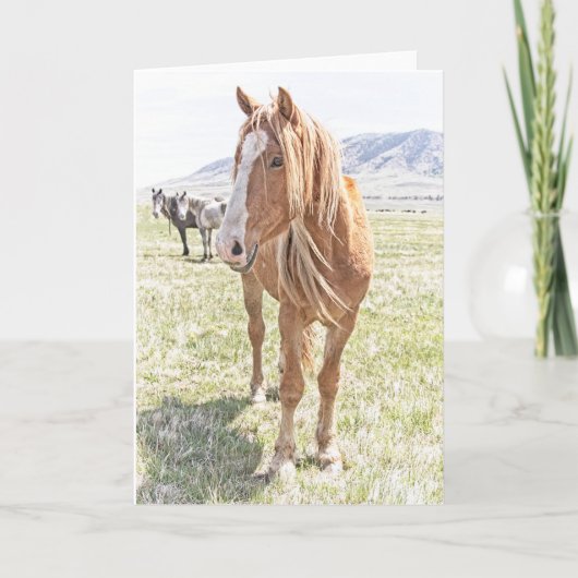 Carte de voeux Wild Horse Mustang (vide à l'intéri (Devant)