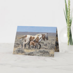 Carte de voeux Wild Horse - Wild Pinto & Appaloosa
