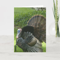 Carte de voeux Wild Turkey