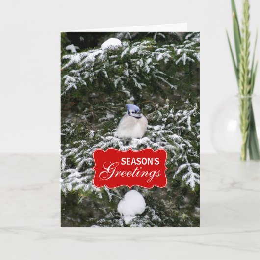 Carte de voeux Winter Blue Jay Holiday (Devant)