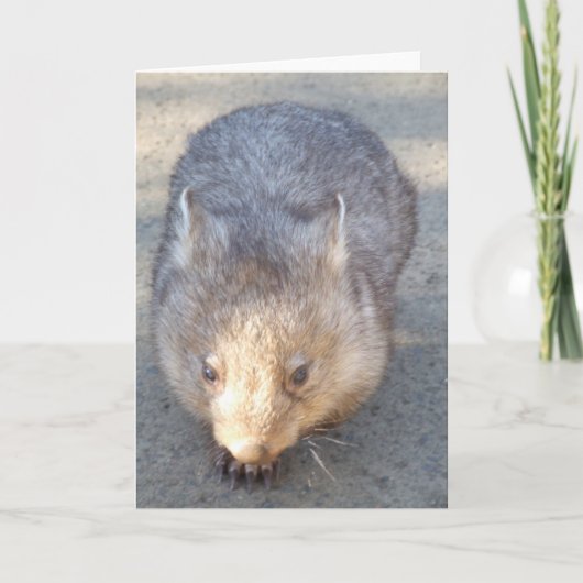 Carte de voeux Wombat (Devant)