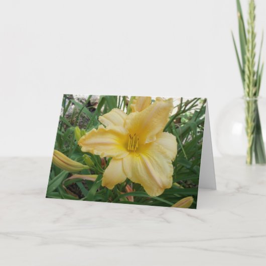 Carte de vœux Yellow Lily  Stella d'oro (Devant)