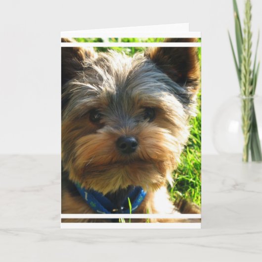 Carte de voeux Yorkshire Terrier (Devant)