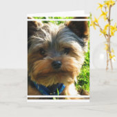 Carte de voeux Yorkshire Terrier (Fleur jaune)