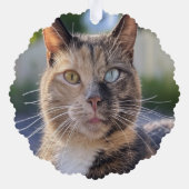 Carte Décorative Ajouter une Personnaliser photo de chat (Verso)