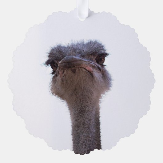 Carte Décorative autruche (Verso)