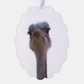 Carte Décorative autruche (Gauche)