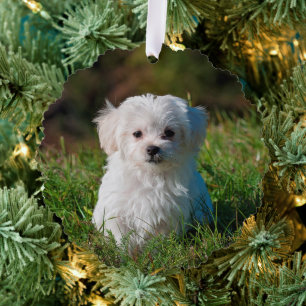 Carte Décorative Créez vos propres photos de chiens à deux côtés