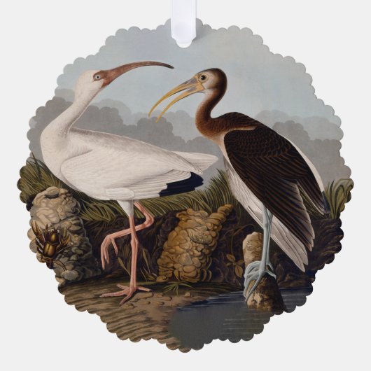 Carte Décorative Impression d'oiseau Ibis blanc de John James Audub (Recto)