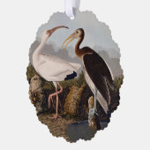 Carte Décorative John James Audubon White Ibis Bird Print Classic (Gauche)