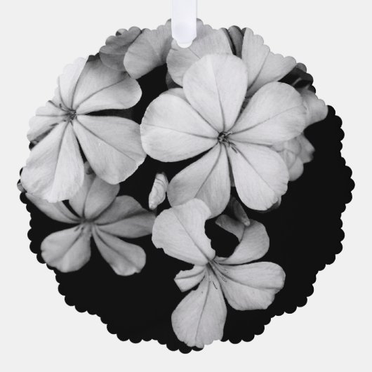 Carte Décorative Plumbago n&b (Recto)