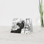 Carte d'écureuil (Devant)