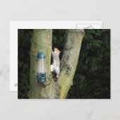 Carte d'écureuil gris (Devant / Derrière)