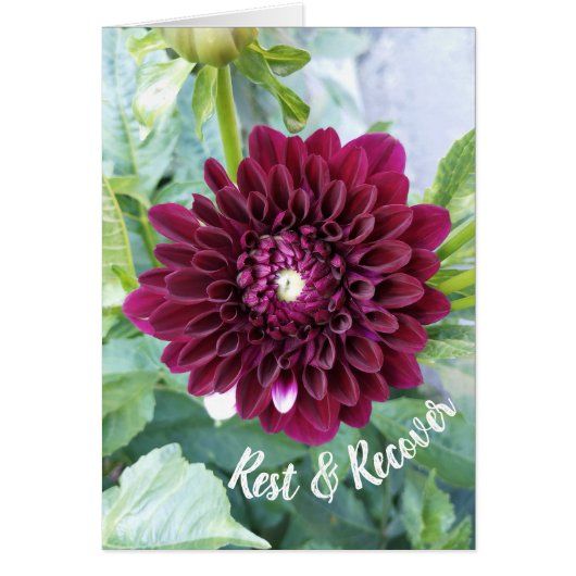 Carte Deep Purple Dahlia Flower Rest and Recover (Devant)