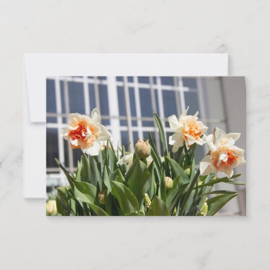 Carte Délicat mignon daffodils printemps (Devant)