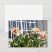 Carte Délicat mignon daffodils printemps (Devant / Derrière)