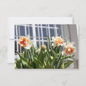 Carte Délicat mignon daffodils printemps (Devant)