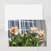 Carte Délicat mignon daffodils printemps (Devant / Derrière)