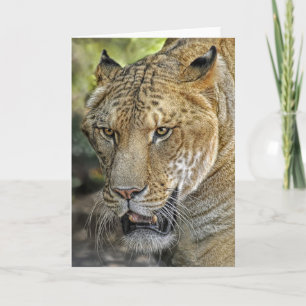 Carte Demi-lion mi-tigre