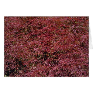 Carte d'érable japonaise