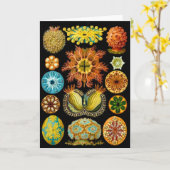 carte des créatures marines (Fleur jaune)