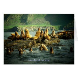 Carte des lions de mer de l'île Amak