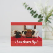 Carte des porcs Guinée (Debout devant)