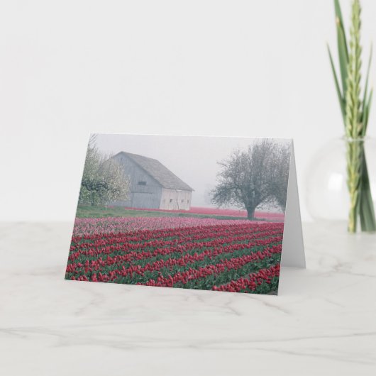 Carte Des tulipes rouges et roses saluent la journée par (Devant)