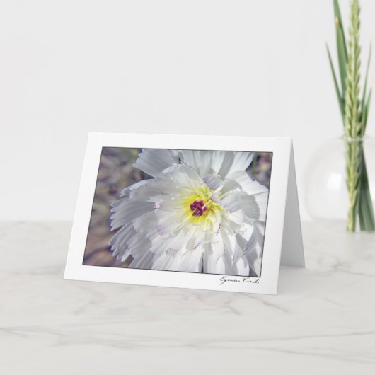 Carte Desert chicory (Devant)