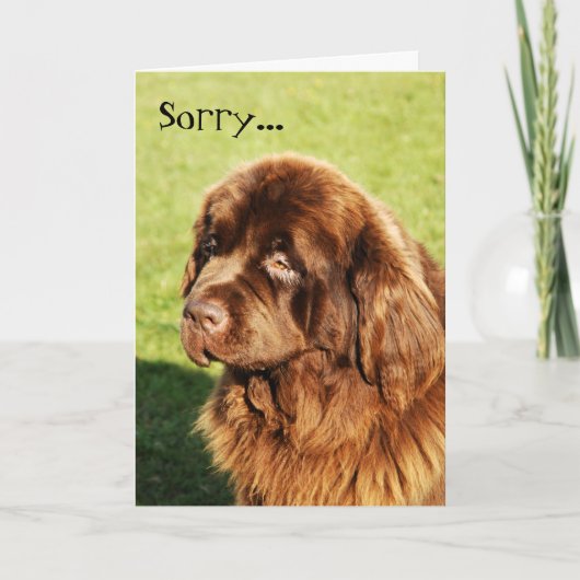 Carte Désolé pour Terre-Neuve (Devant)