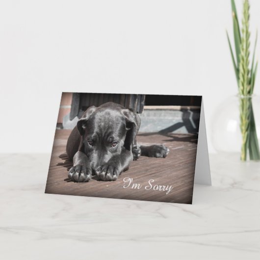 Carte Désolé Puppy Grey Card (Devant)
