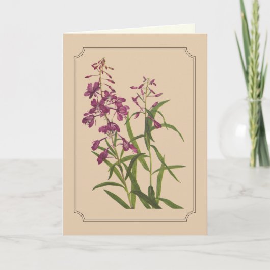 Carte Dessin botanique vintage de Fireweed sauvage (Devant)
