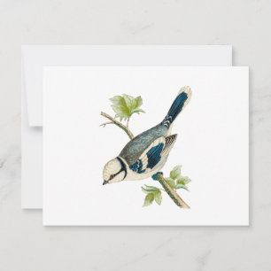 Carte Dessin d'oiseaux chanteurs vintages des années 180