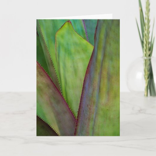 Carte Détail de la plante d'agave (Devant)