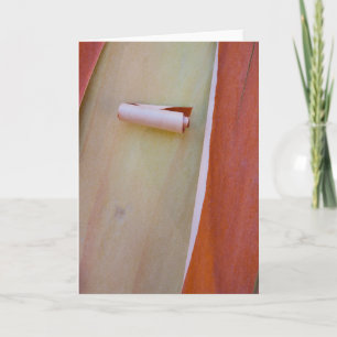 Carte Détails sur l'écorce de l'arbre de Madrone