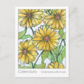 Carte d'étude sur les plantes Calendula Materia Me (Devant)