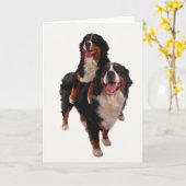 Carte Deux bernese (Fleur jaune)